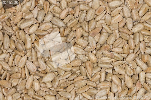 Image of Sunflower Seeds Texture As Background.