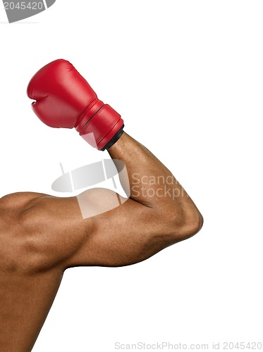 Image of Boxer muscular