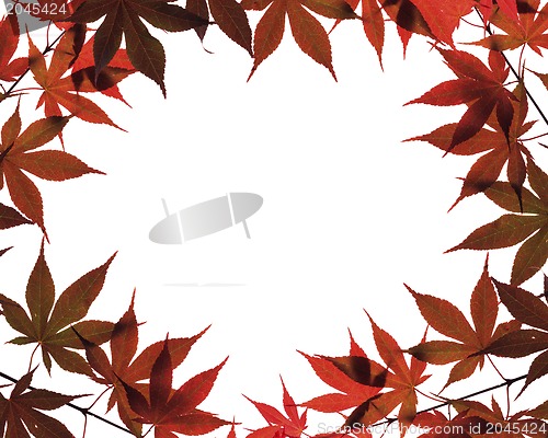 Image of Autumn leaves