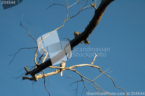 Image of two birdies