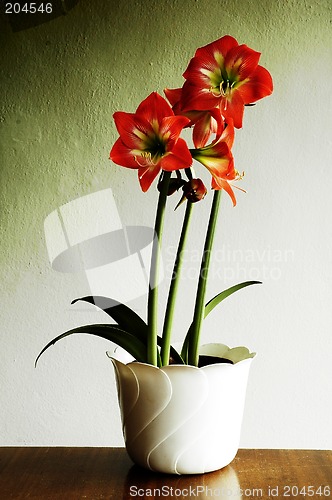 Image of red flowers