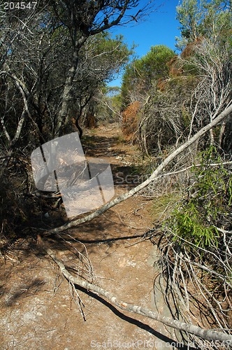 Image of dry bushland