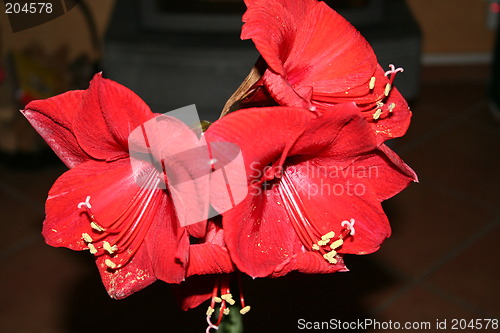 Image of Amaryllis in blossom