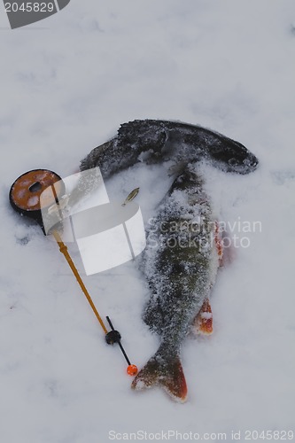 Image of freshwater perch fishing