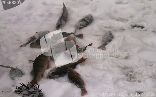 Image of freshwater perch fishing