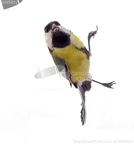 Image of Tomtit bird