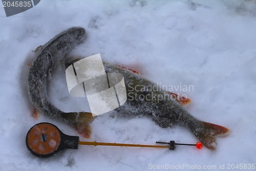 Image of freshwater perch fishing
