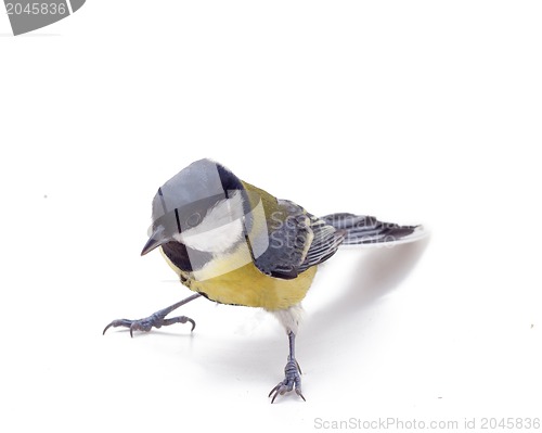 Image of Tomtit bird