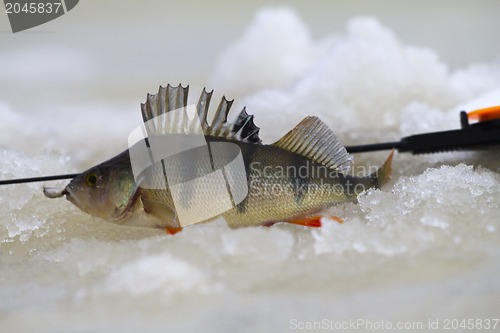 Image of freshwater perch fishing