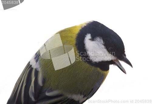 Image of Tomtit bird