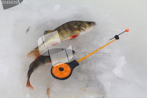 Image of freshwater perch fishing