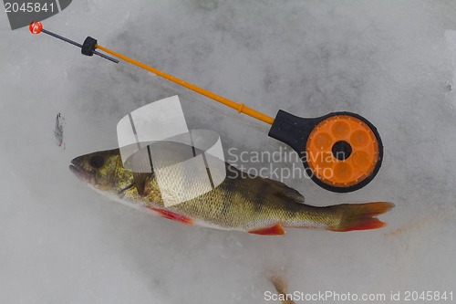 Image of freshwater perch fishing