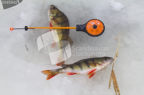 Image of freshwater perch fishing