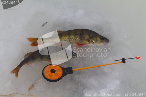 Image of freshwater perch fishing