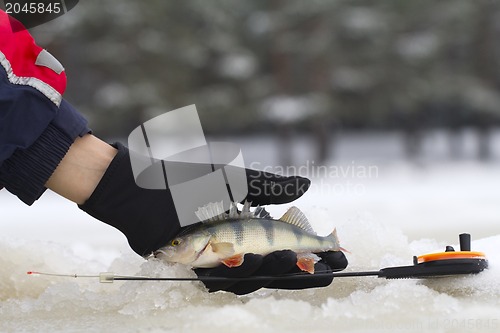 Image of freshwater perch fishing