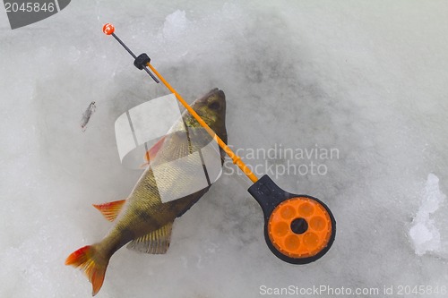 Image of freshwater perch fishing
