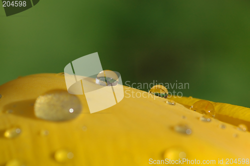 Image of Waterdrops on tulip