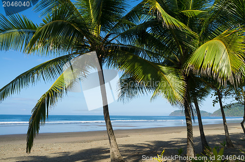 Image of Tropical beach