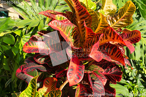 Image of Tropical vegetation