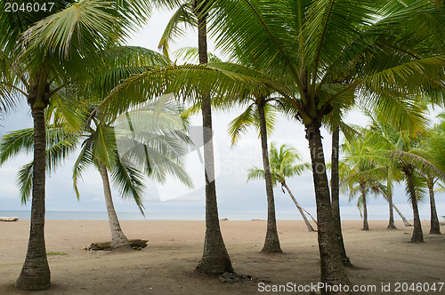 Image of Tropical beach