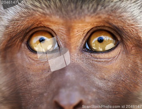 Image of Monkey yellow eyes close up - Macaca fascicularis