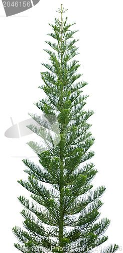 Image of Norfolk pine tree isolated on white