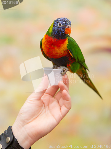 Image of Australian rainbow lorikeet