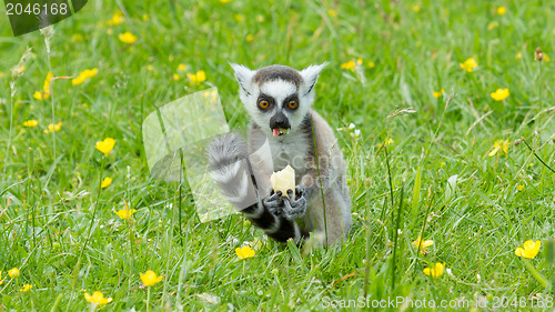 Image of Ring-tailed lemur eating fruit