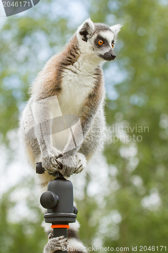 Image of Ring-tailed lemur sitting on tripod