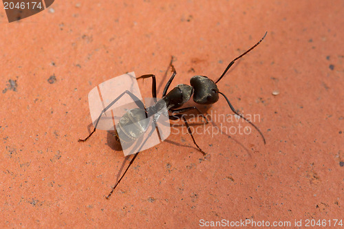 Image of Large black ant walking