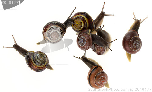 Image of Group of garden snails (Helix aspersa) 