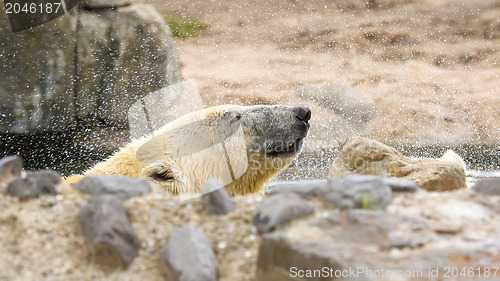 Image of Close-up of a polarbear in capticity 