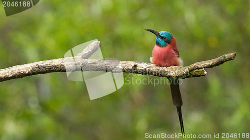 Image of Northern Carmine Bee-Eater