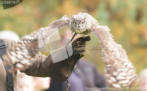 Image of African Eagle Owl, selective focus