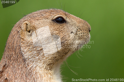 Image of Prairie dog