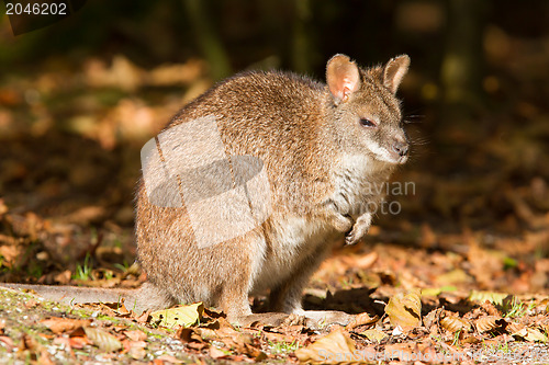 Image of Close-up of a parma wallaby