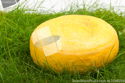 Image of Round onion cheese isolated in the green grass