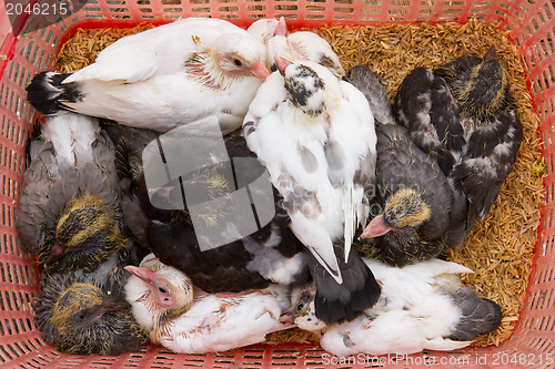 Image of Pigeons for consumption on a Vietnamese market