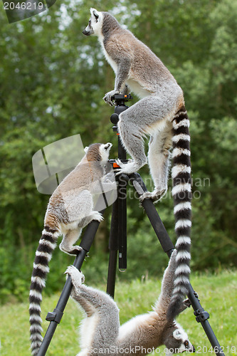 Image of Ring-tailed lemurs sitting on tripod