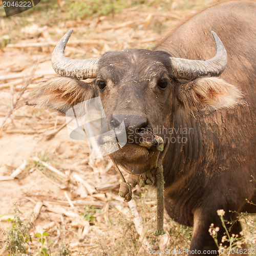 Image of Curious adult water buffalo closeup