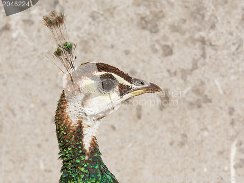 Image of Female peacock