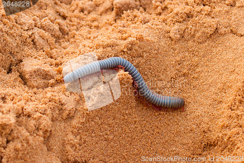 Image of Vietnamese Rainbow Millipede crawling in the sand