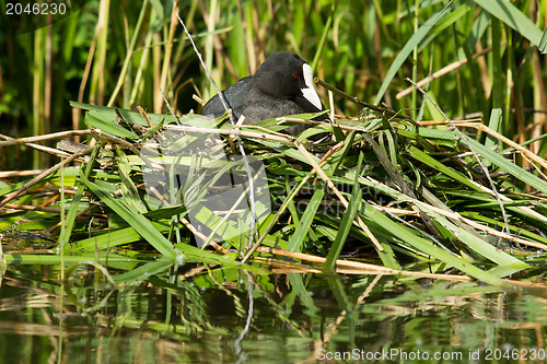 Image of Common coot sitting on a nest 