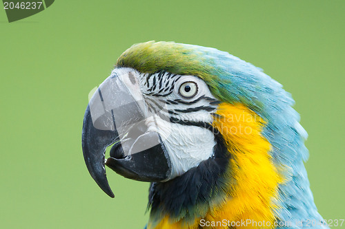 Image of Close-up of a macaw parrot