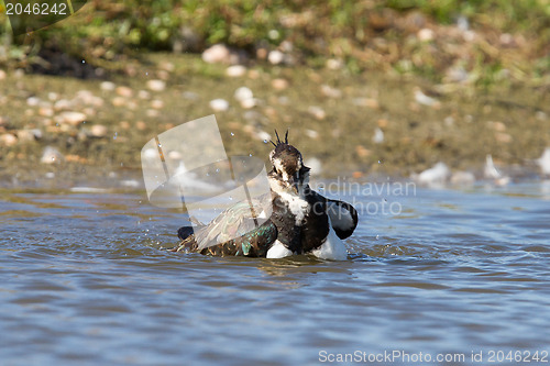 Image of Lapwing taking a bath in a lake