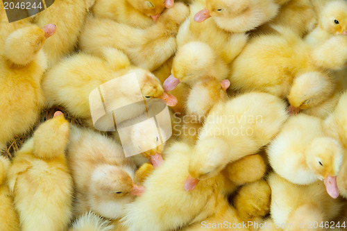 Image of Little chicks in a basket, for sale on a Vietnamese market