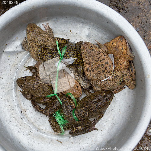 Image of Toads for consumption are being sold on a Vietnamese market