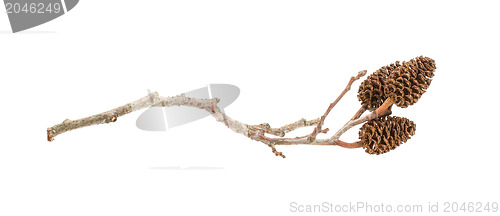 Image of Alder cone on a branch