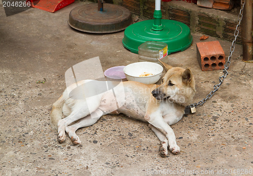 Image of Dog on chain with lock, prevention from stealing for consumption