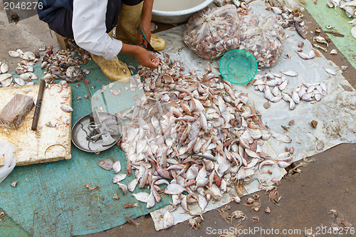 Image of Freshly catch fish on a market